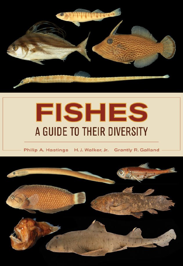 Portada ampliada de FISHES A GUIDE TO THEIR DIVERSITY