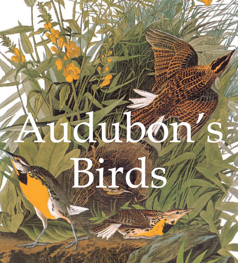 Portada ampliada de Audubon's Birds