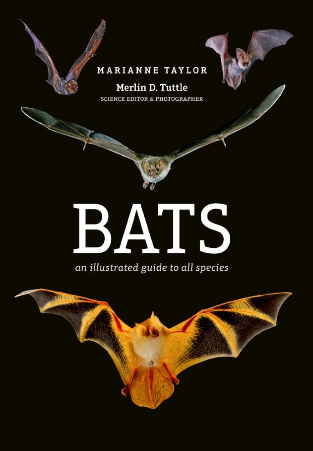 Portada ampliada de BATS an illustrated guide to all species