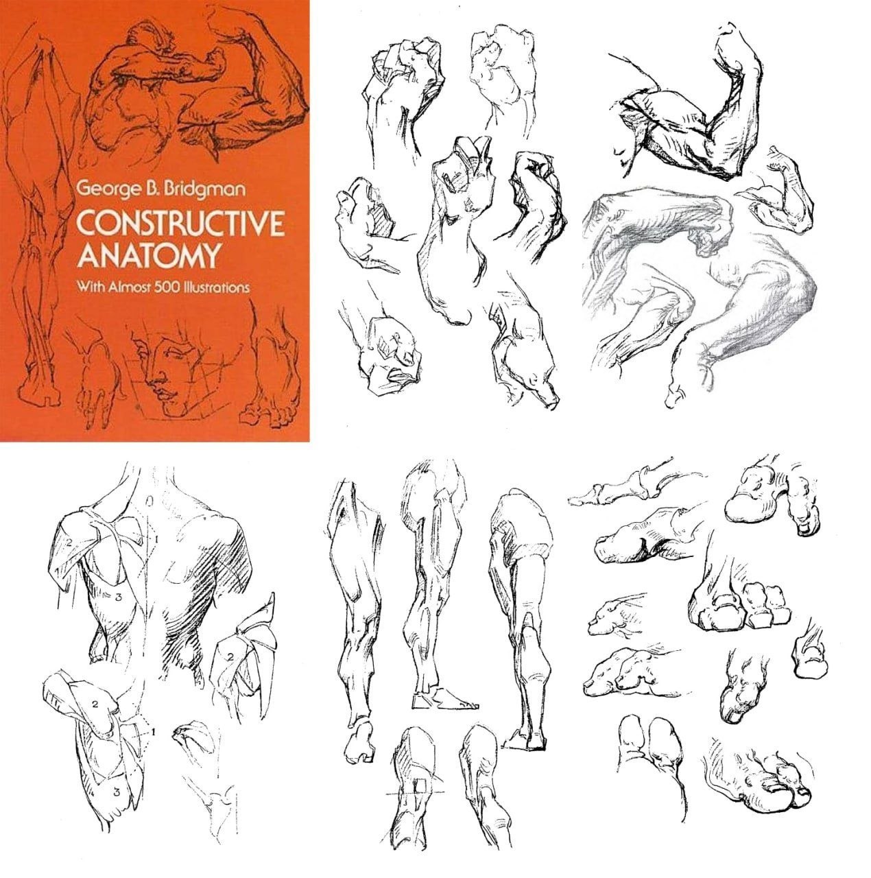 Portada ampliada de CONSTRUCTIVE ANATOMY