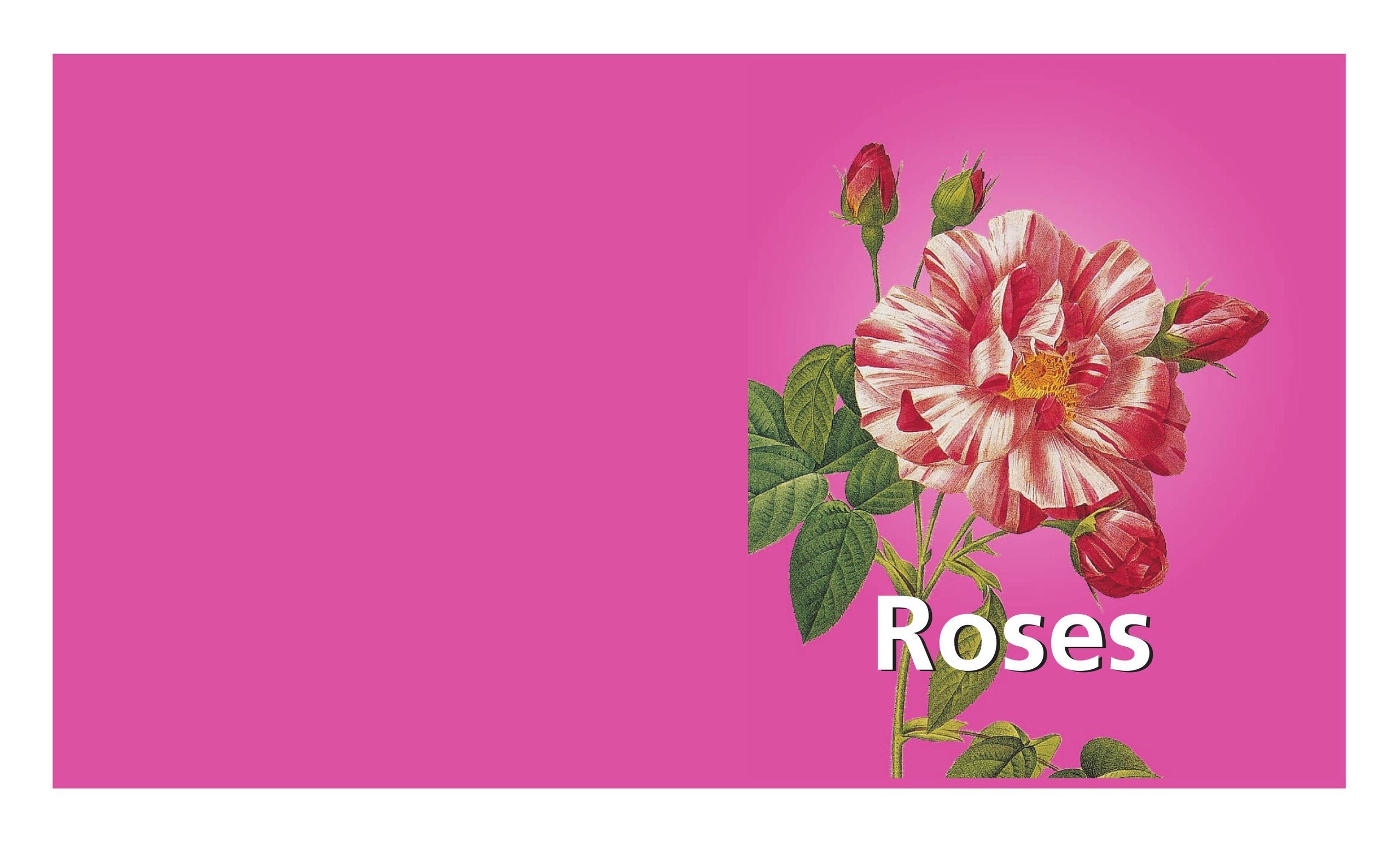 Portada ampliada de Roses