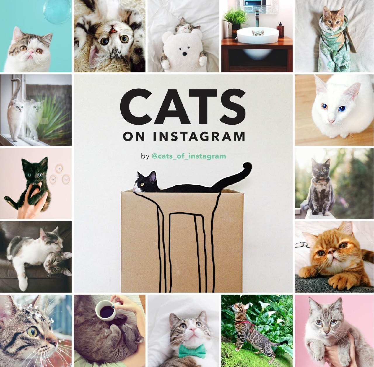 Portada ampliada de CATS ON INSTAGRAM