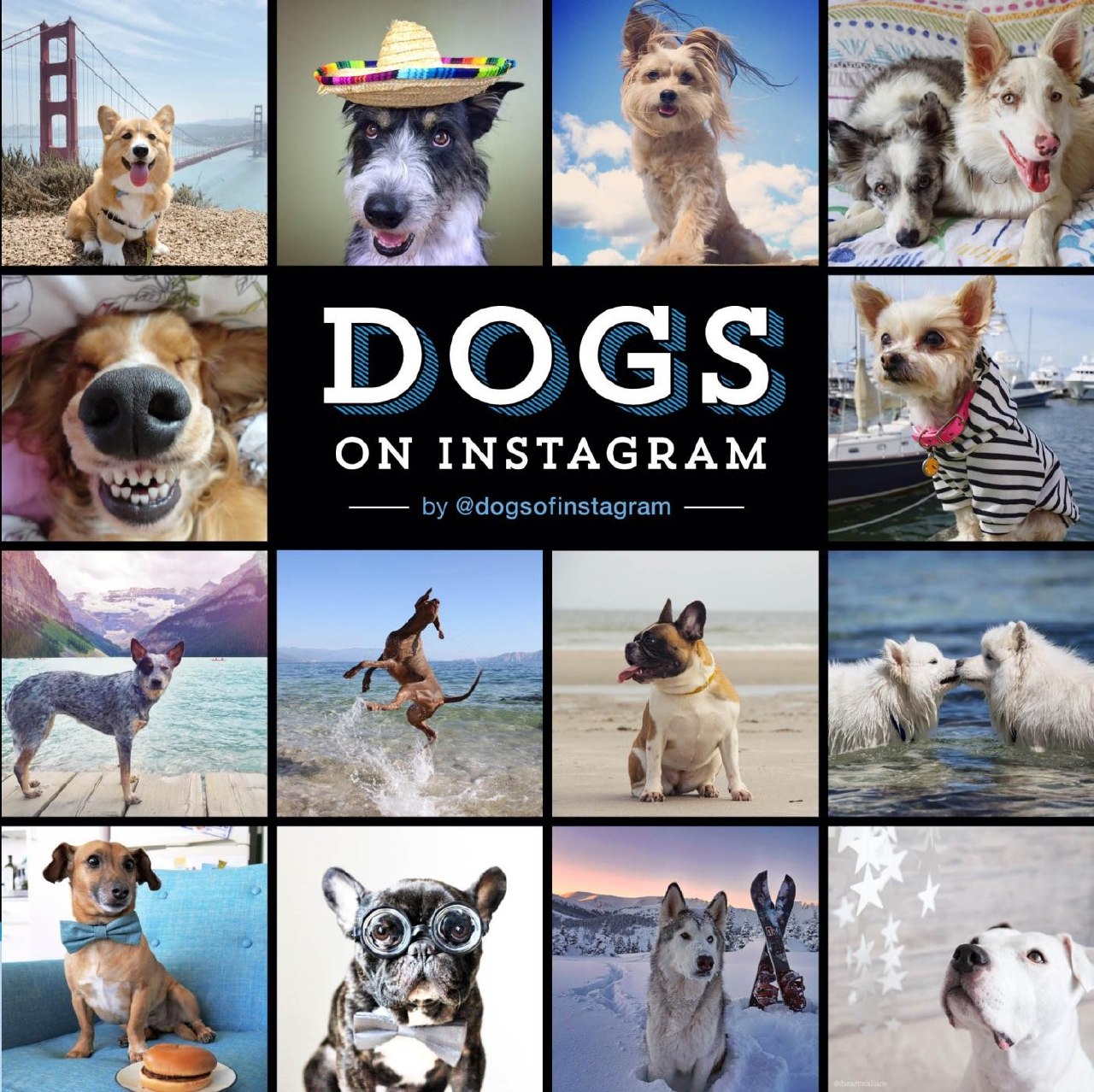 Portada ampliada de DOGS ON INSTAGRAM